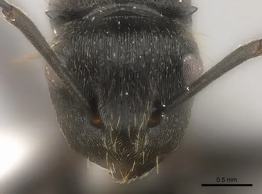 Polyrhachis weissi - CASENT0403605