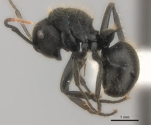 Polyrhachis weissi - CASENT0403605