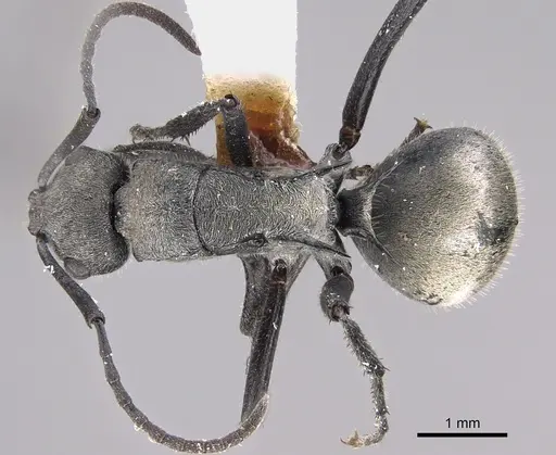 Polyrhachis weissi - CASENT0887787