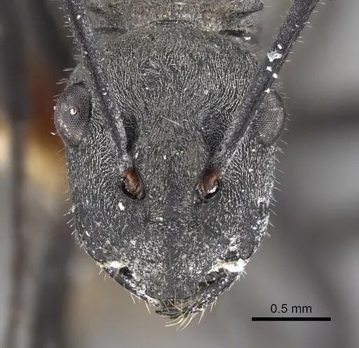 Polyrhachis weissi - CASENT0887787