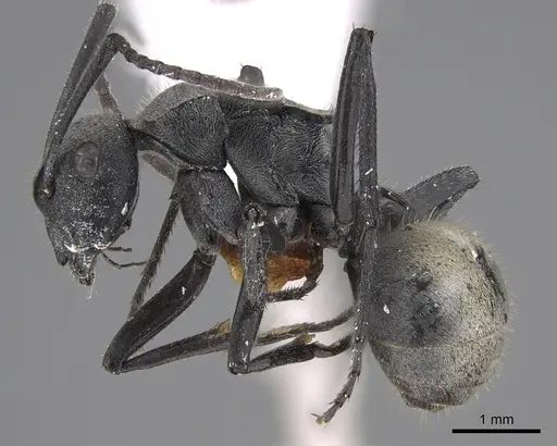 Polyrhachis weissi - CASENT0887787