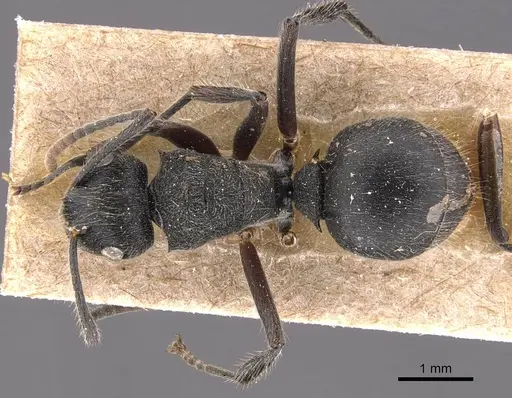 Polyrhachis weissi - CASENT0905623