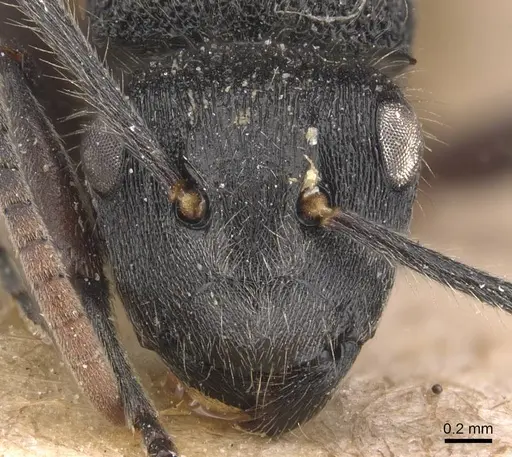 Polyrhachis weissi - CASENT0905623