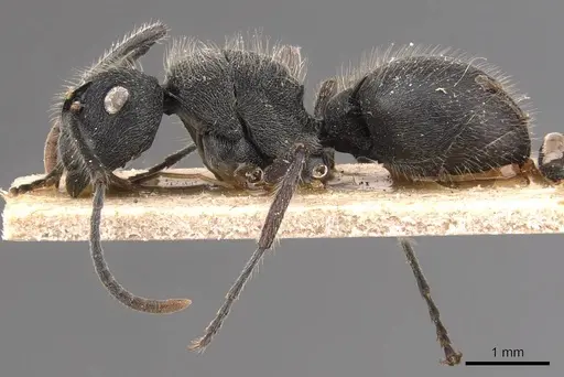 Polyrhachis weissi - CASENT0905623