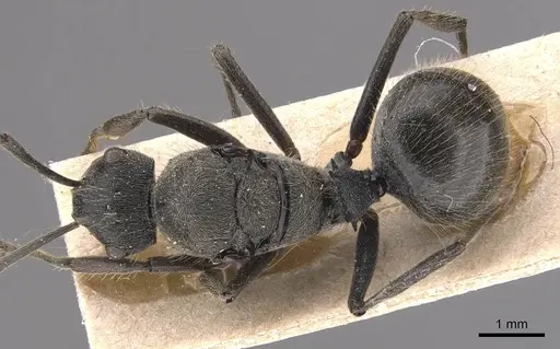 Polyrhachis weissi - CASENT0905624