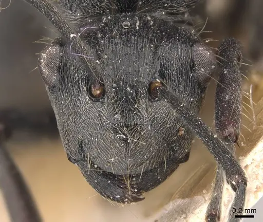 Polyrhachis weissi - CASENT0905624