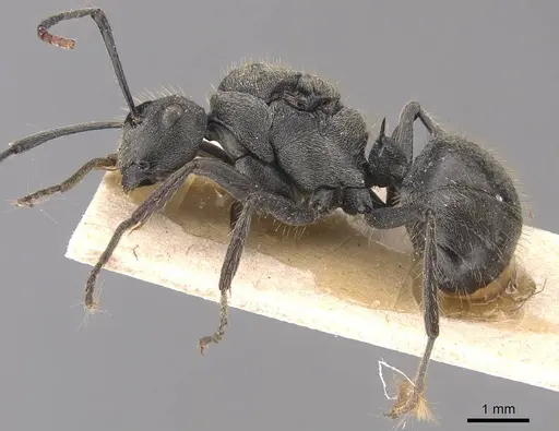 Polyrhachis weissi - CASENT0905624