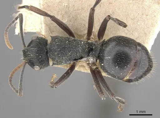 Polyrhachis weissi - CASENT0910955