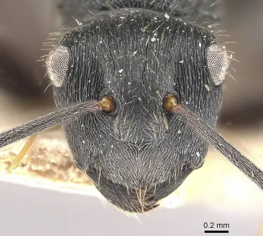 Polyrhachis weissi - CASENT0910955