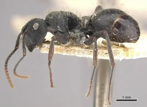 Polyrhachis weissi - CASENT0910955