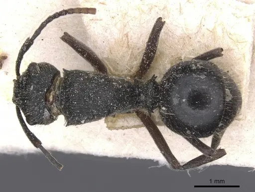 Polyrhachis weissi - CASENT0912142