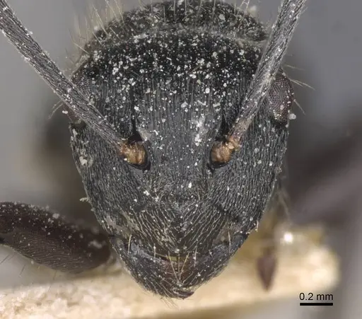 Polyrhachis weissi - CASENT0912142