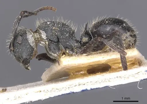 Polyrhachis weissi - CASENT0912142