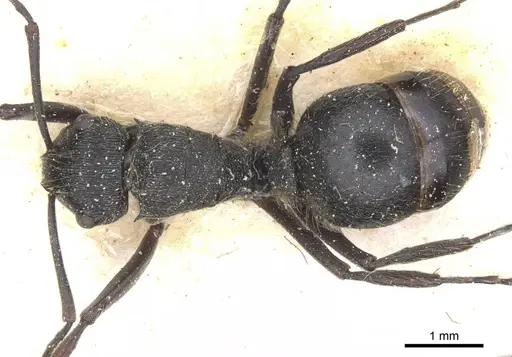 Polyrhachis weissi - CASENT0912143
