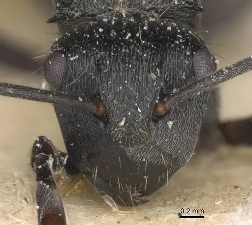 Polyrhachis weissi - CASENT0912143