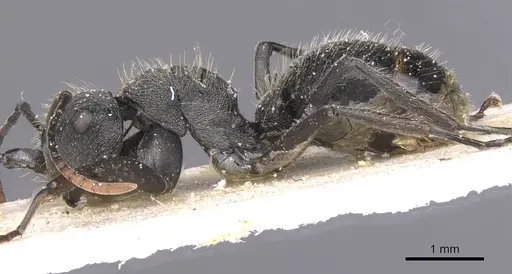 Polyrhachis weissi - CASENT0912143