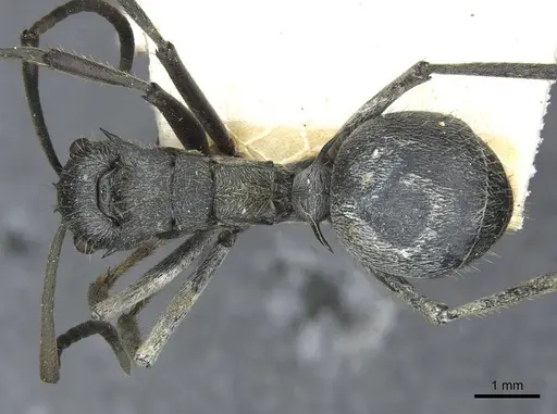 Polyrhachis wellmani specimen