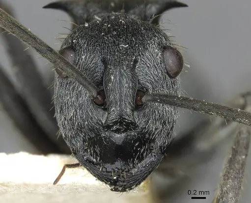 Polyrhachis wellmani specimen