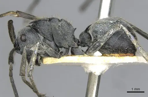 Polyrhachis wellmani specimen