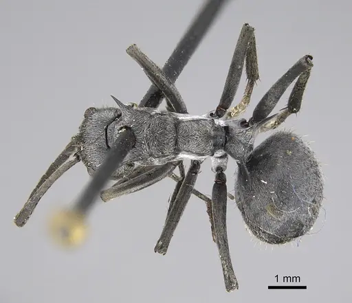 Polyrhachis wellmani - CASENT0923506