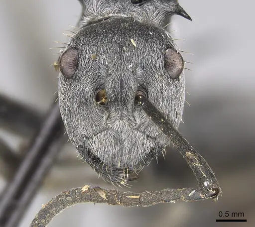 Polyrhachis wellmani - CASENT0923506