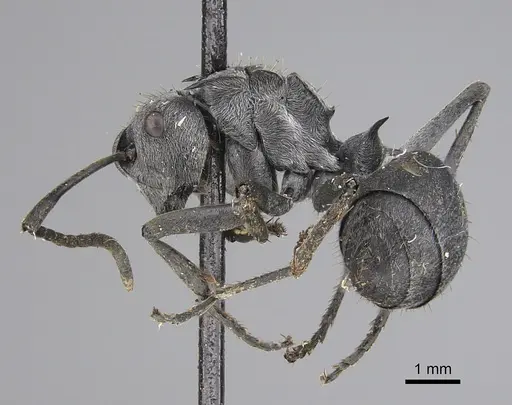 Polyrhachis wellmani - CASENT0923506