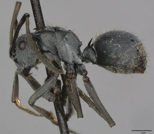 Polyrhachis wellmani - CASENT4036278