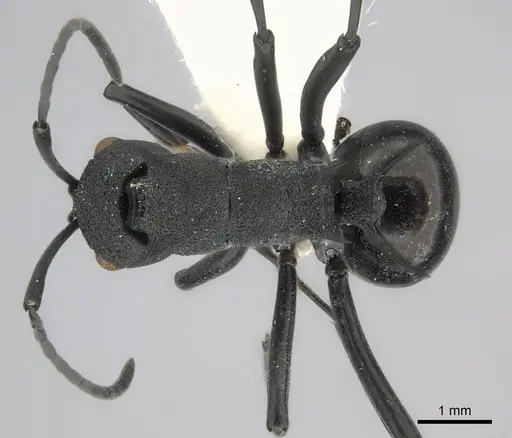 Polyrhachis wheeleri specimen