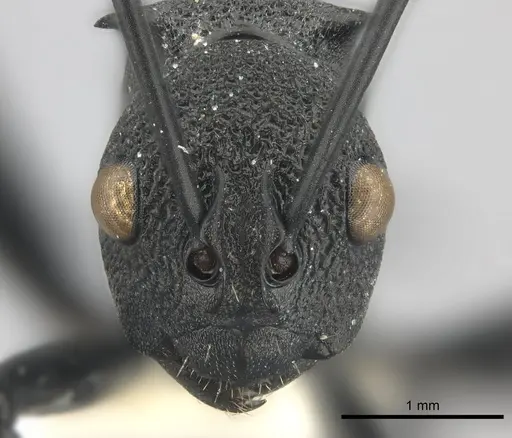 Polyrhachis wheeleri specimen
