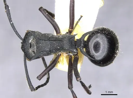 Polyrhachis wheeleri - CASENT0903382