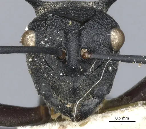 Polyrhachis wheeleri - CASENT0903382