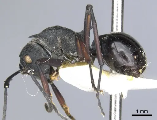 Polyrhachis wheeleri - CASENT0903382