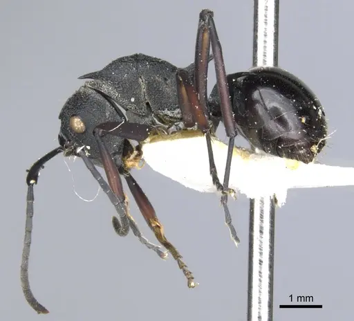 Polyrhachis wheeleri - CASENT0903382