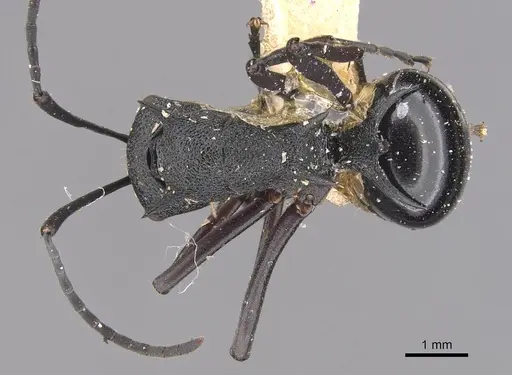Polyrhachis wheeleri - CASENT0905641