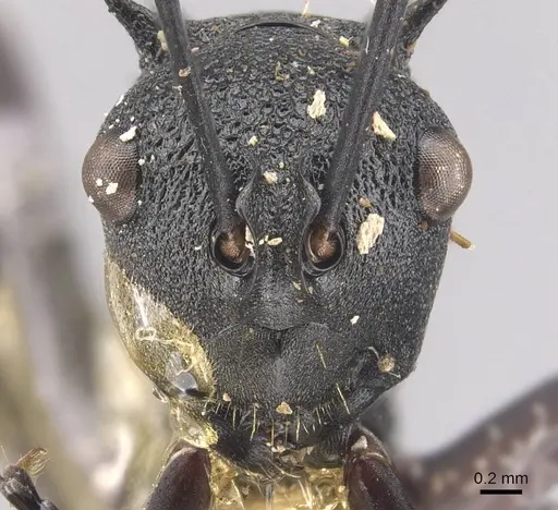 Polyrhachis wheeleri - CASENT0905641