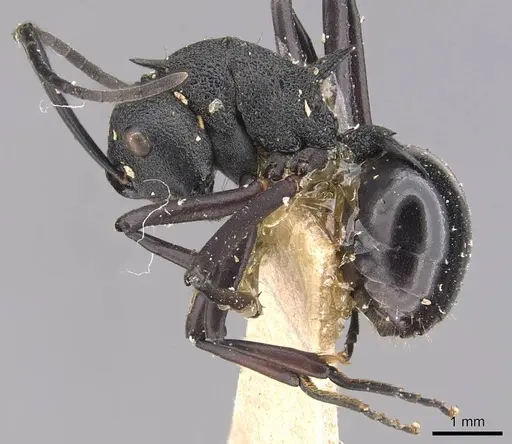 Polyrhachis wheeleri - CASENT0905641