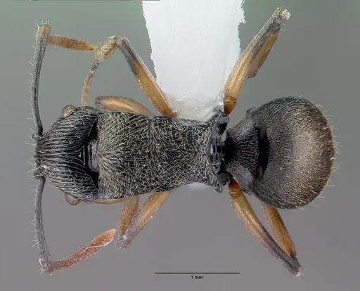 Polyrhachis wilsoni specimen