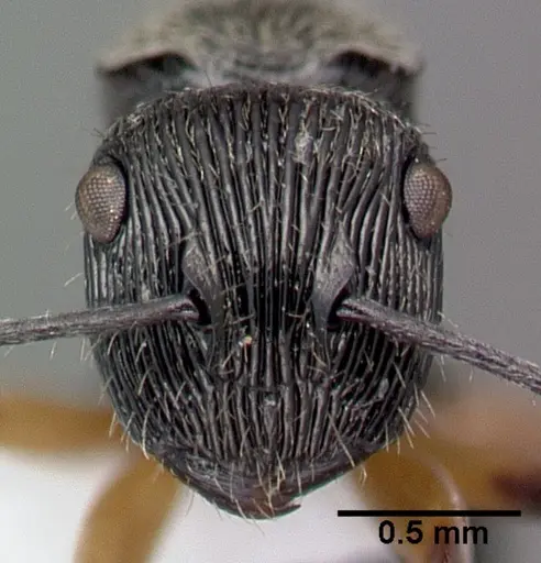 Polyrhachis wilsoni specimen