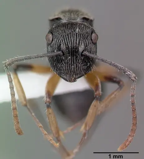 Polyrhachis wilsoni specimen