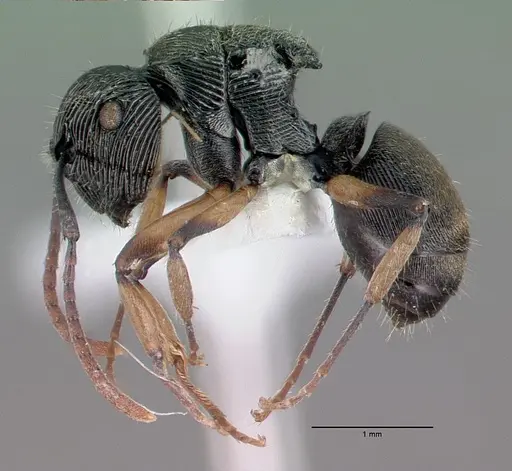 Polyrhachis wilsoni - CASENT0009242