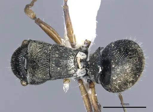 Polyrhachis wilsoni - CASENT0903323