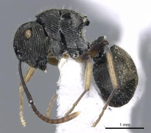 Polyrhachis wilsoni - CASENT0903323