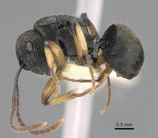Polyrhachis wilsoni - CASENT0923507