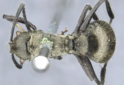 Polyrhachis wolfi specimen