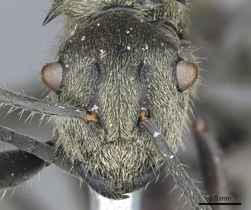 Polyrhachis wolfi specimen