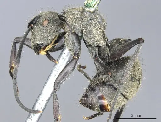 Polyrhachis wolfi specimen