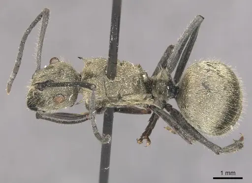 Polyrhachis wolfi - CASENT0910937