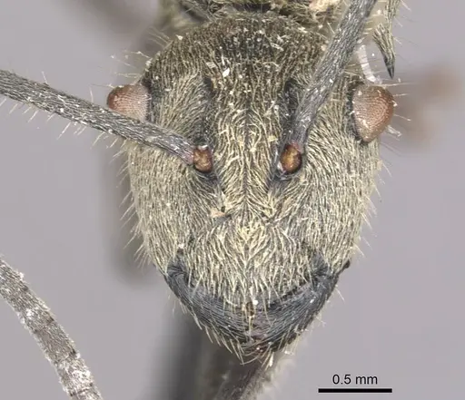 Polyrhachis wolfi - CASENT0910937