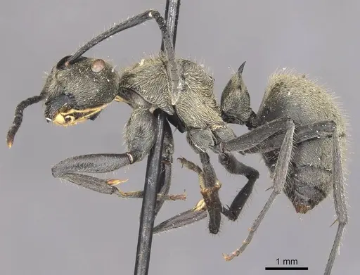 Polyrhachis wolfi - CASENT0910937