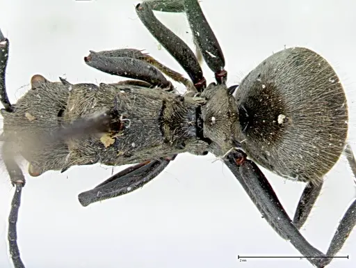 Polyrhachis wolfi - FOCOL0090